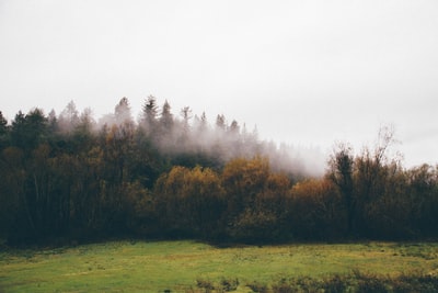 被雾覆盖的树
